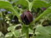 Trillium recurvatum